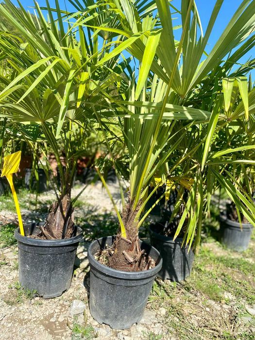 Plante ornamentale pentru grădini de vis