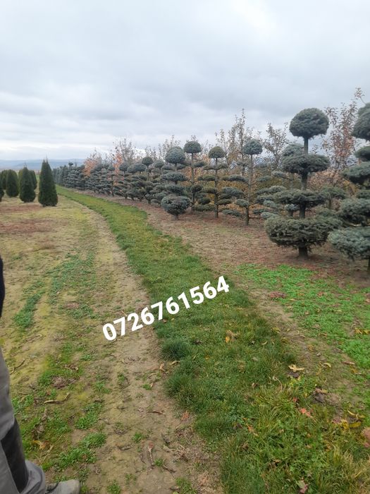 Vând plante ornamentale