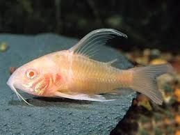 Corydoras paleatus albino