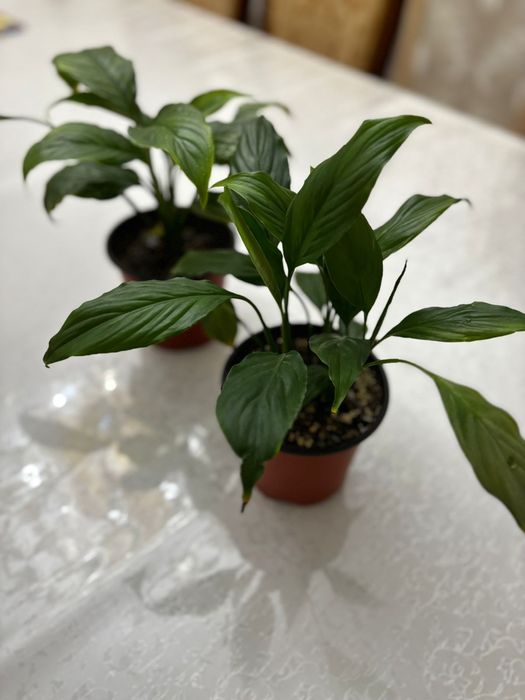 Женское счастье цветы