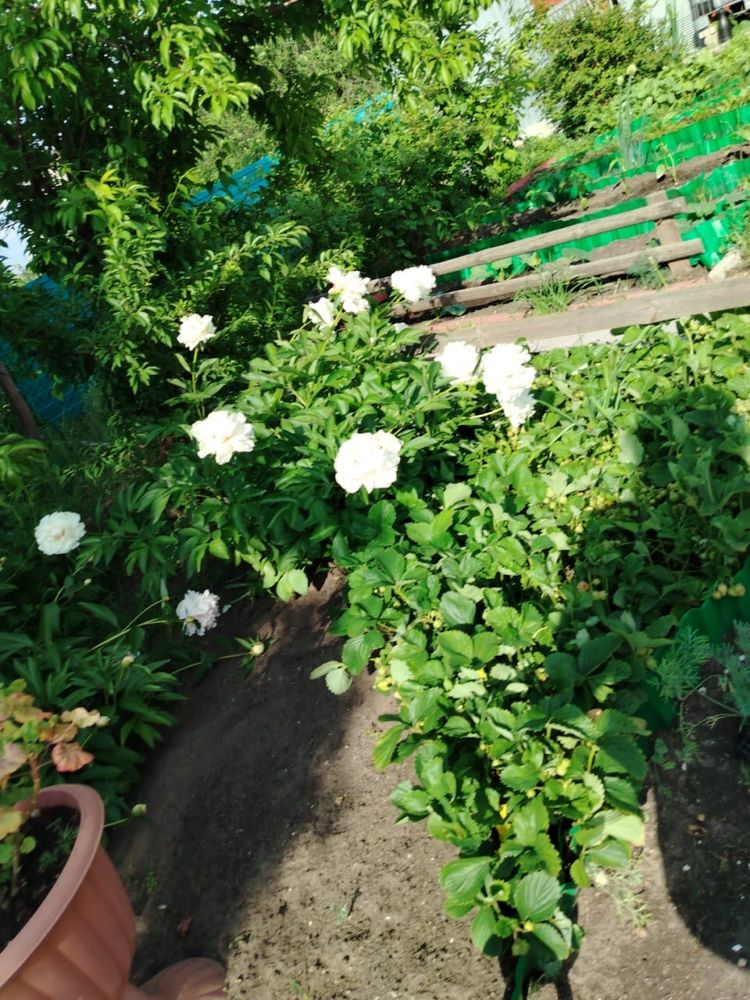 Дача (Находится в Колосе)
