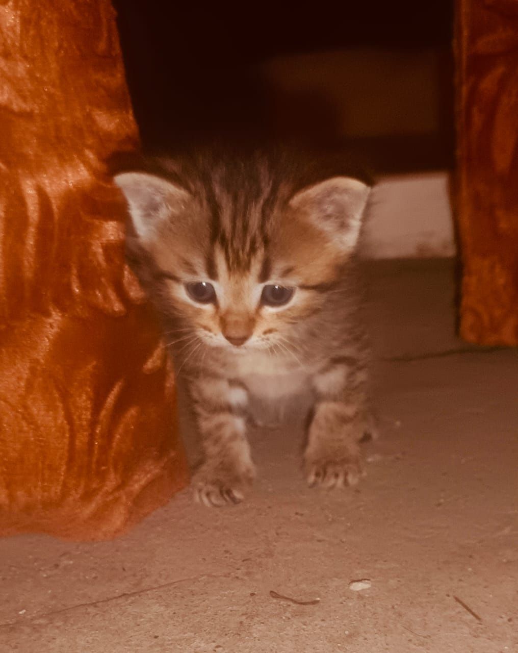 Славные котята ждут добрых хозяев