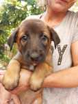 Cățel Malinois vrea casă nouă!