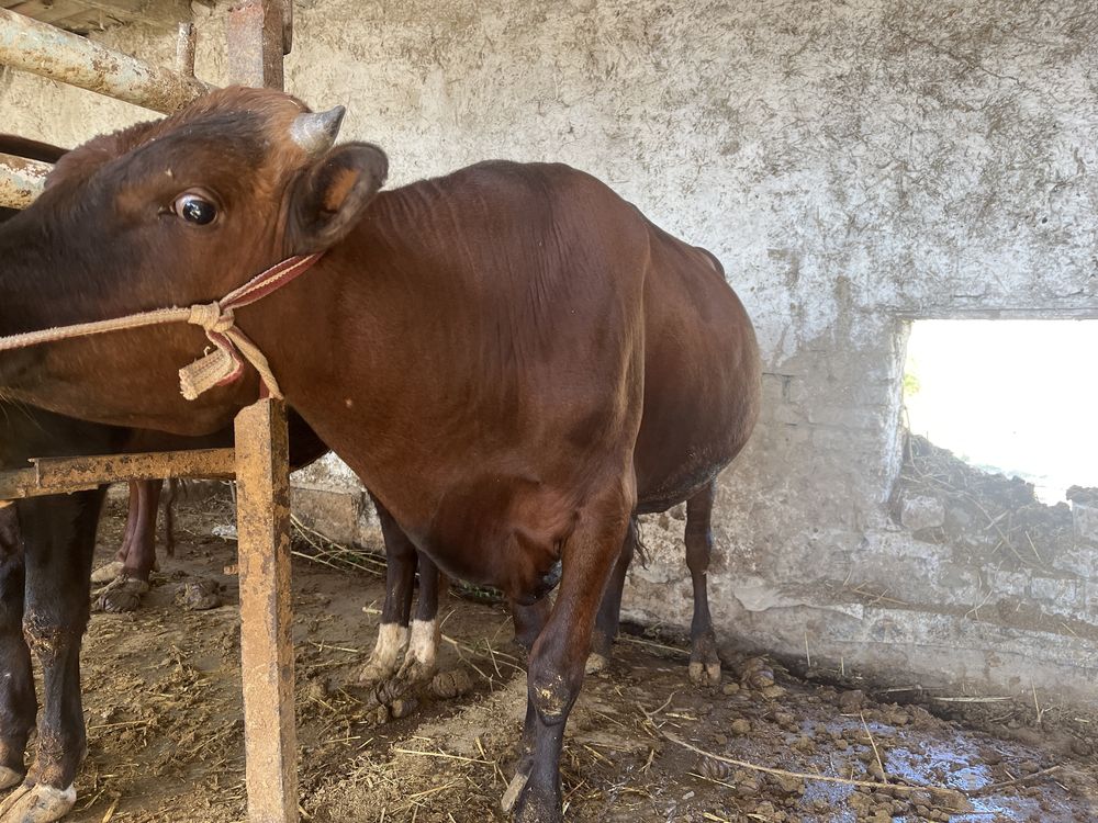 Buqa sotiladi narxi kelishilgan xolda buladi