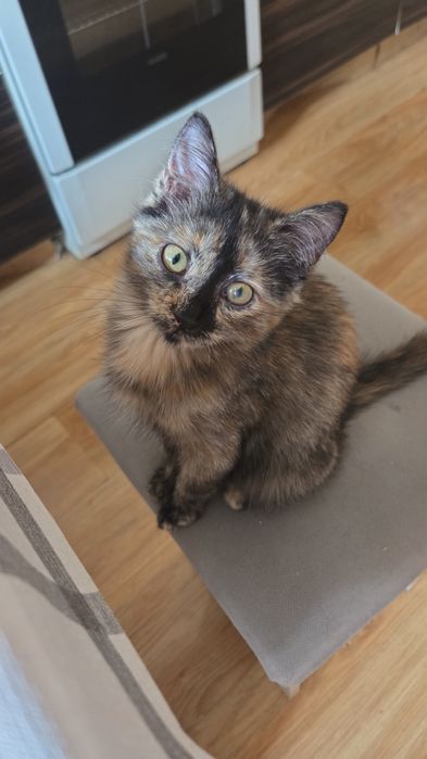 Котёнок девочка 3 месяца