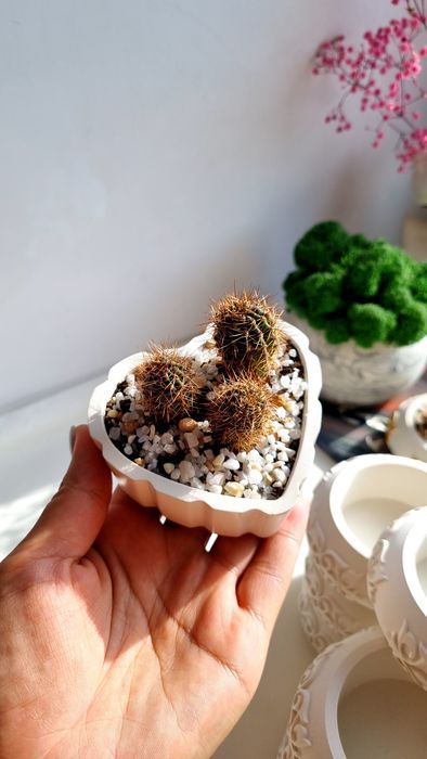 Продам Кактус в кашпо