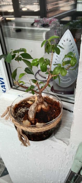 Продам Бонсай Фикус