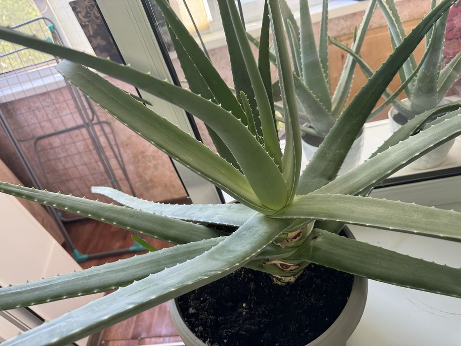 Алое трехлетнее