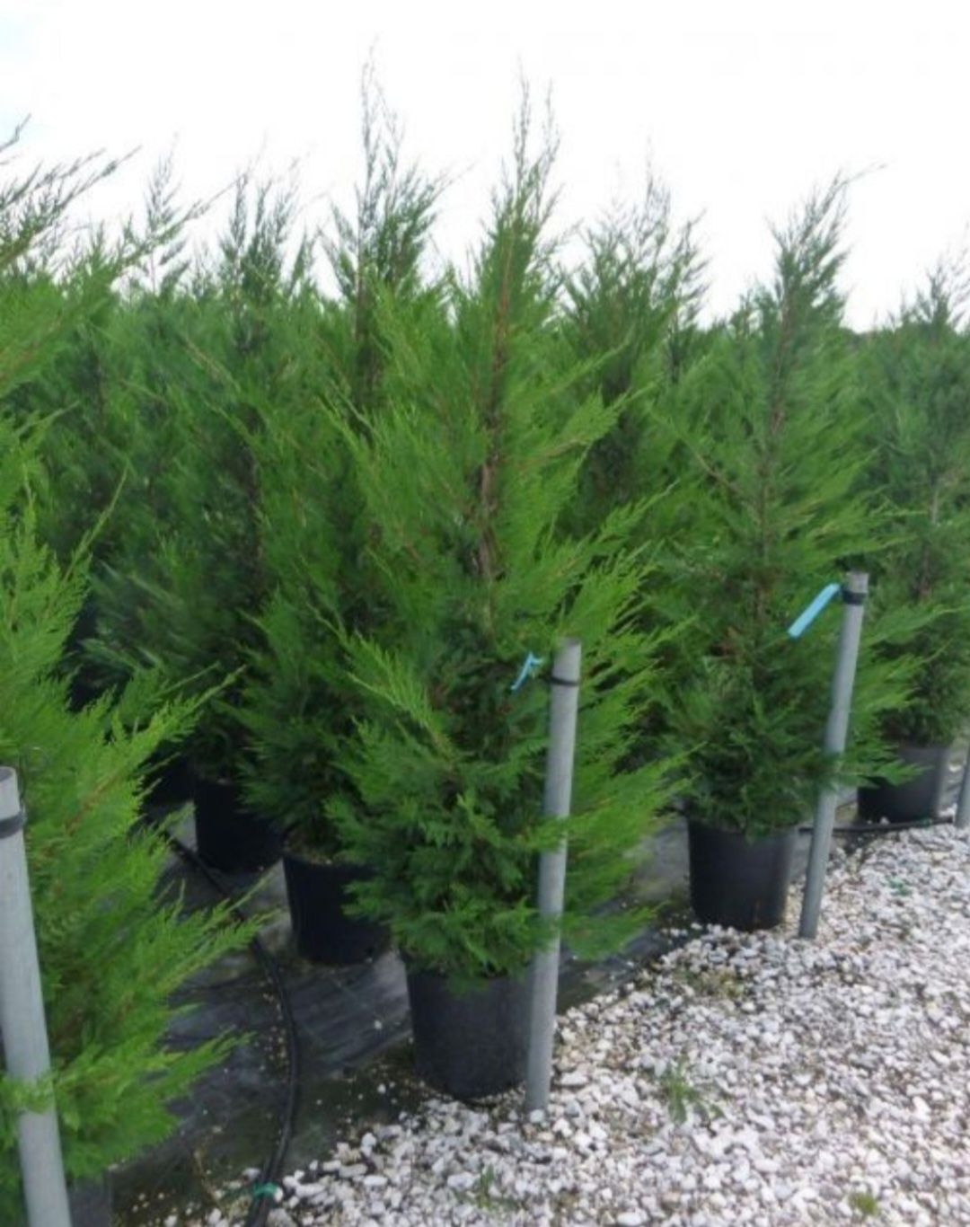 Leylandii la super preț, 1m-3m Leylandii gard viu plante ornamentale