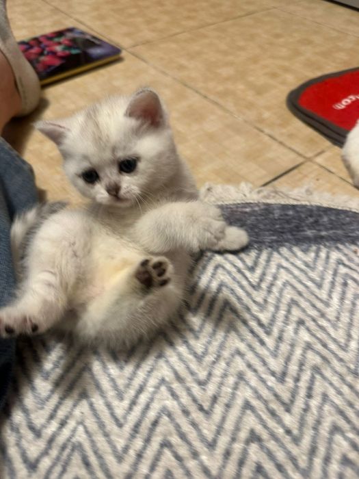 Продаются котята шотландские, 1.5 месяца,