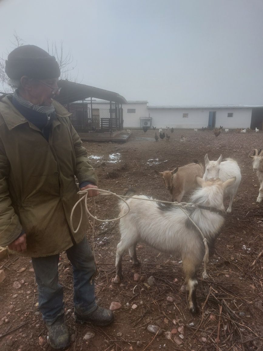 Продаю альпийского козла, возраст 1 год.  Безрогий.