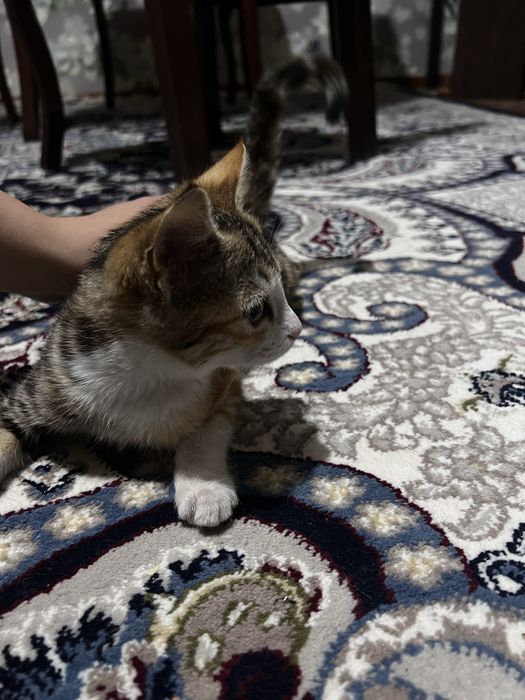 Котенок 3 месяца