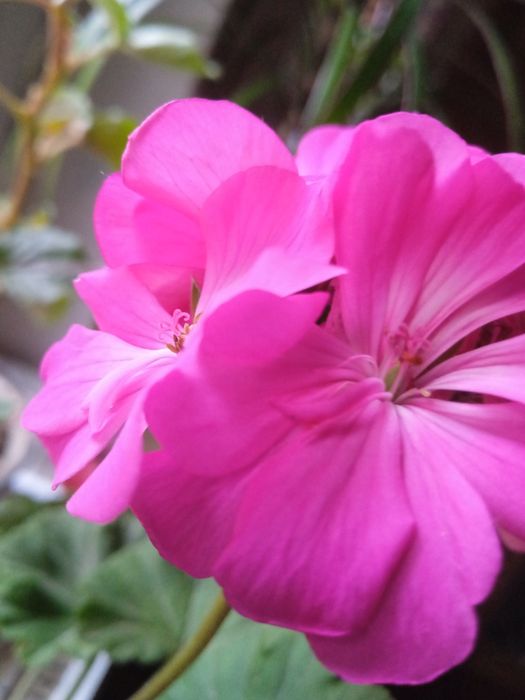 Уход за цветами, домашними