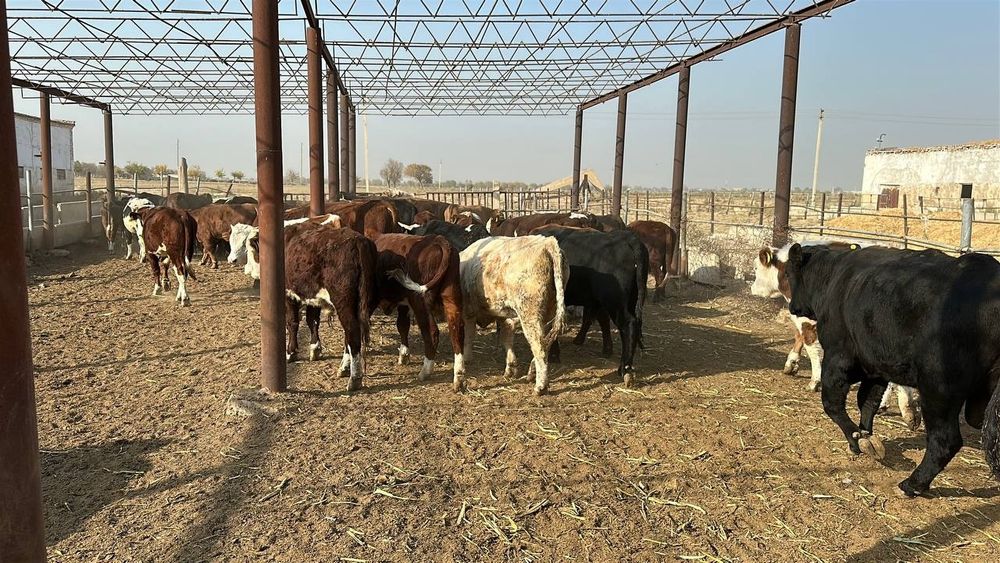 Россиядан обкелинганган хуккизлар 60та