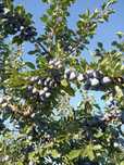 Prune de vânzare