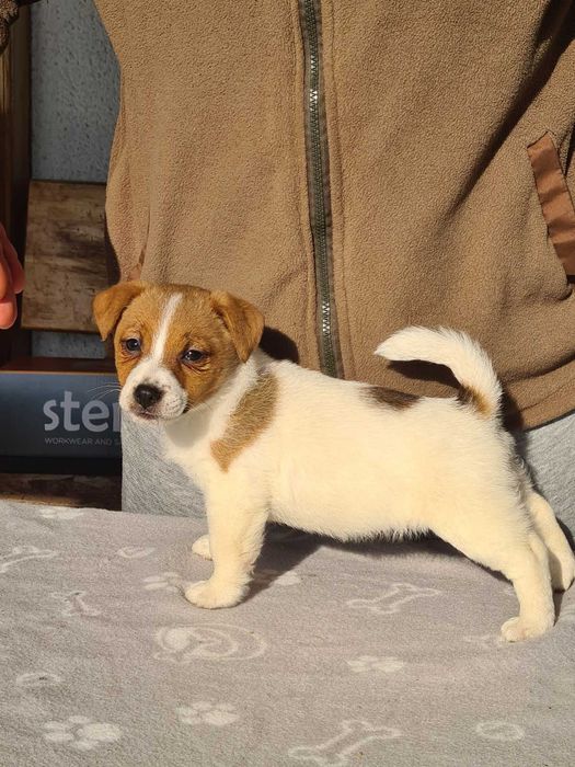 Джак Ръсел Териер