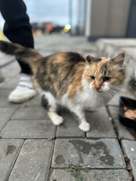 Отдам кошечек в добрые руки