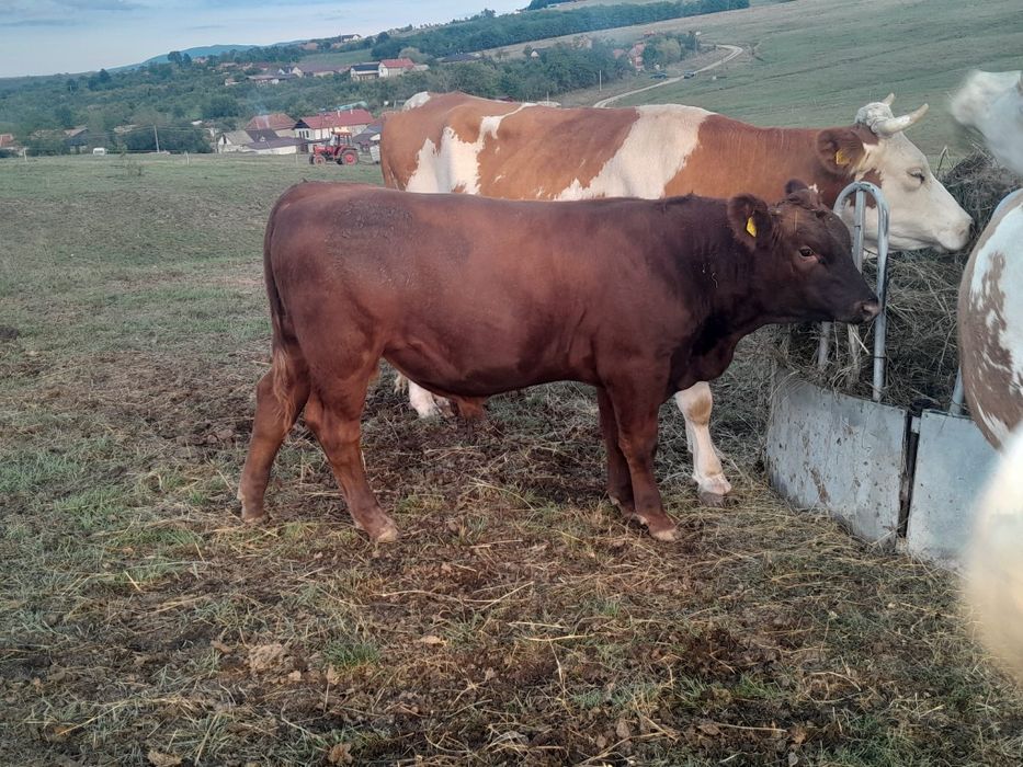 Vând 3 vaci și un tăurel angus