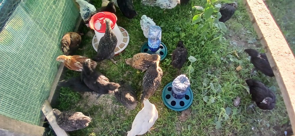 Puicute si cocosi mixt Australorp si alte rase de casai
