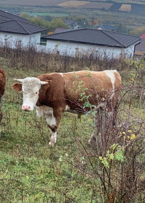 De vânzare taur bălțat