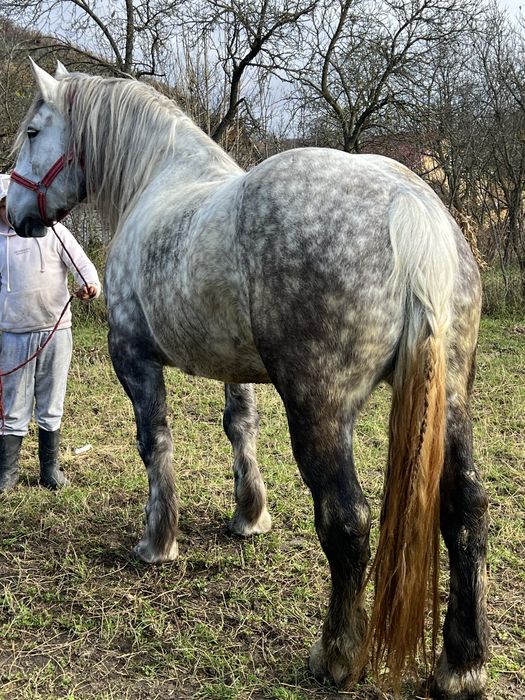 Iapa sura 5 ani 1.70 inaltime foarte blanda fara defecte‼️