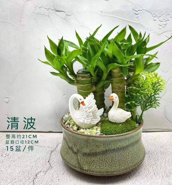 Уход за растением{florist}100%