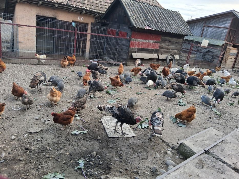 Gaini,bibilici si curci de casa!