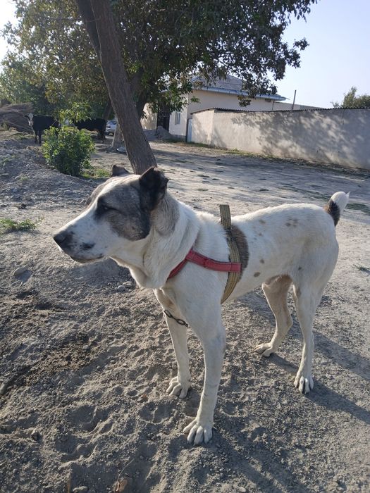 Alabay erkak yoshi 4 yoshar