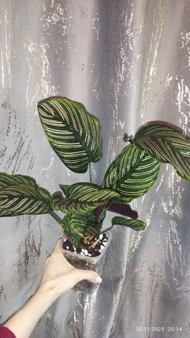 Продается Шикарная Калатея Сандреана