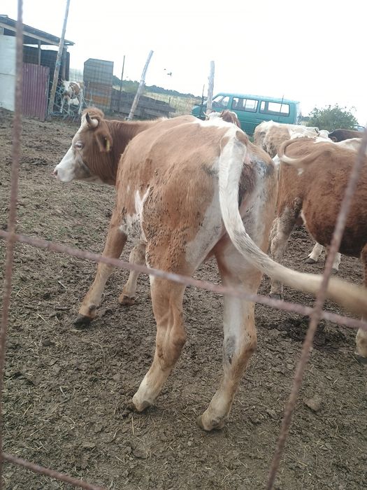 Vând junica baltata