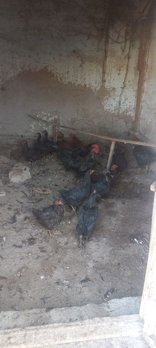 Майек туўатуғын тауыклар бар