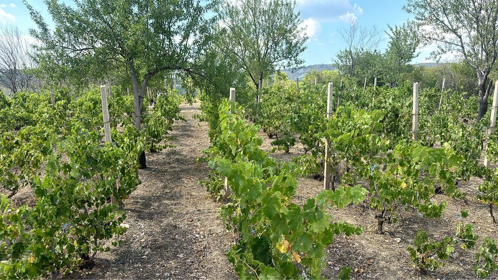 Teren senzațional cu vedere panoramica 360 altitudine 250 m