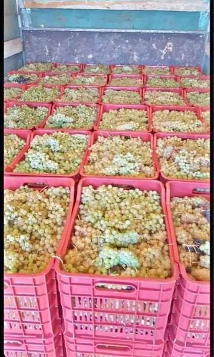 Vand struguri de vin productie 2025