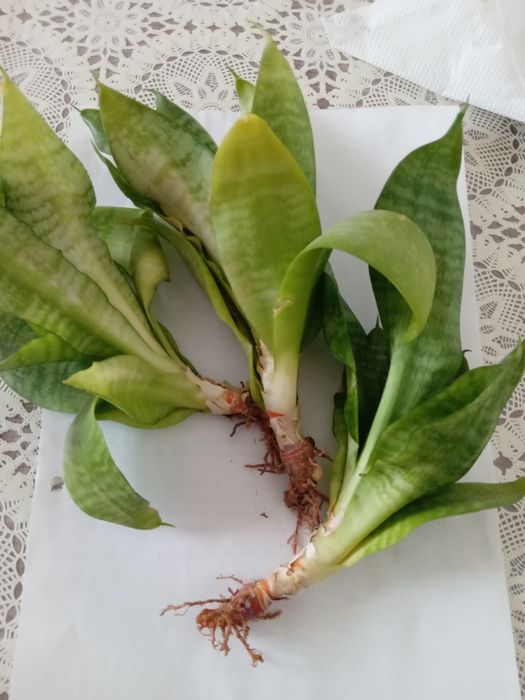 Отроски цветок сенси