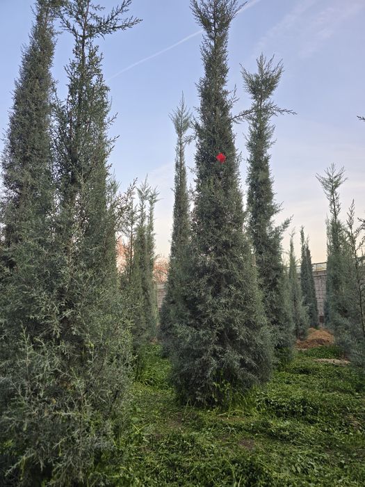 Кепарис аризоника ИТАЛИА