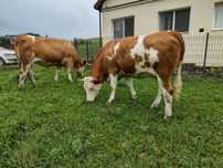 Juninci gestante