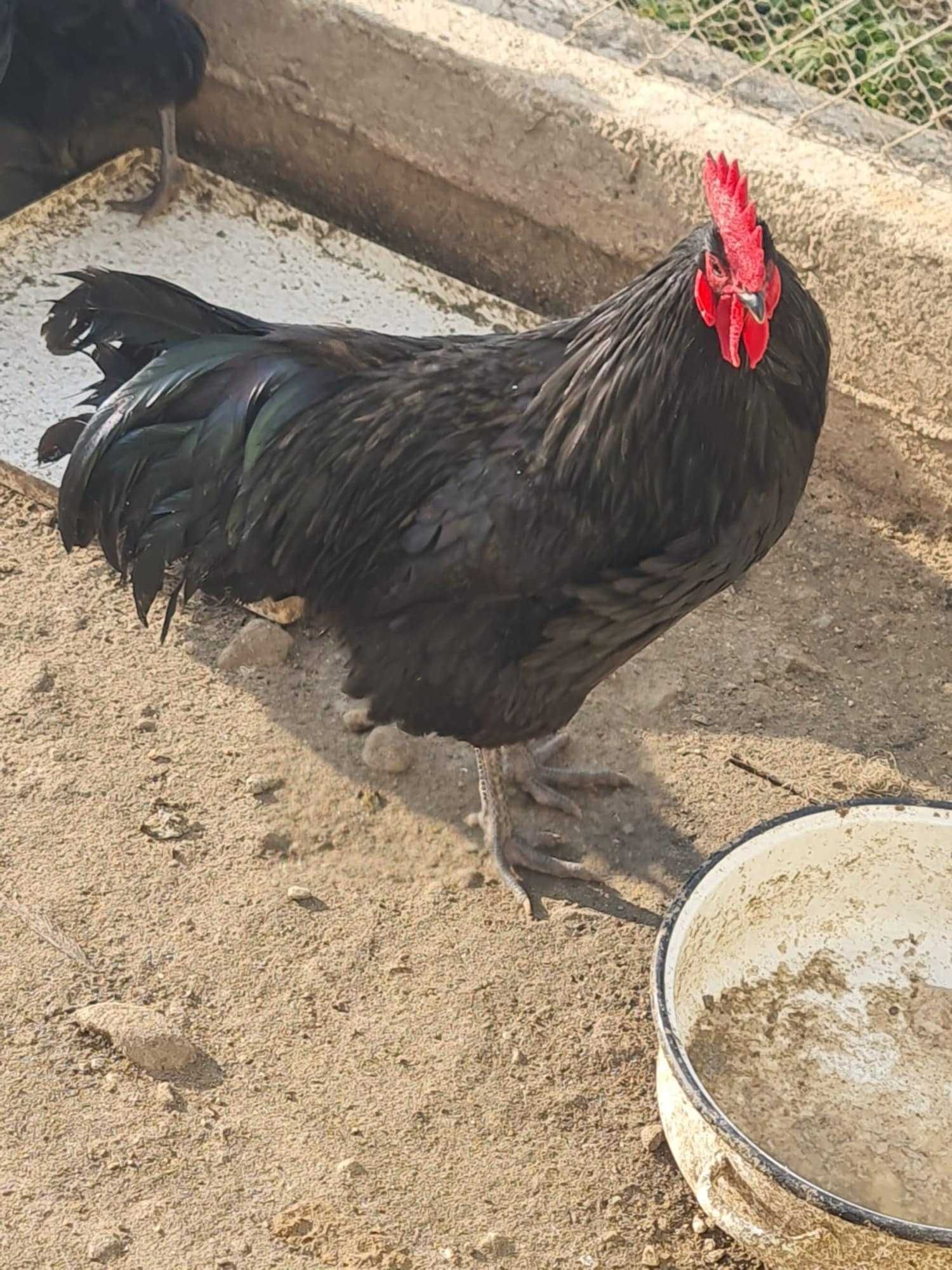 Oua de incubat gaini rasa Australorp
