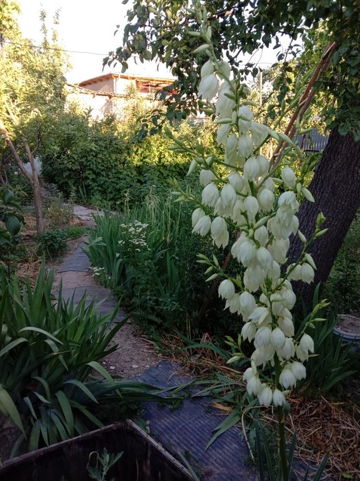 Продажа садовых цветущих кустарников и вербы!!!