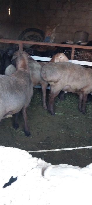 Семыз кошкарлар сатылады