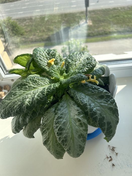 Продам цветок Эписция