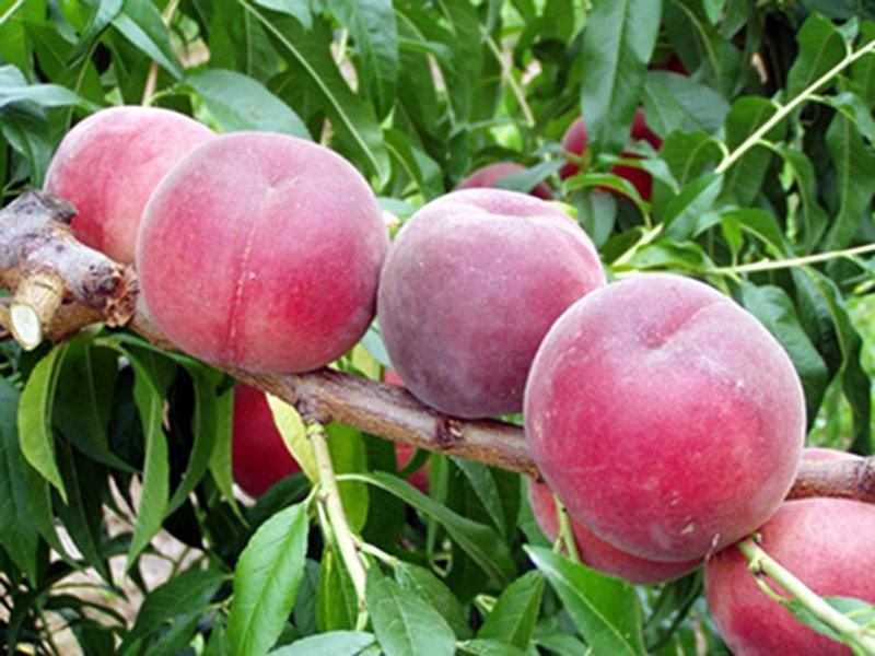 Pomi Fructiferi La Ghiveci  PIERSIC