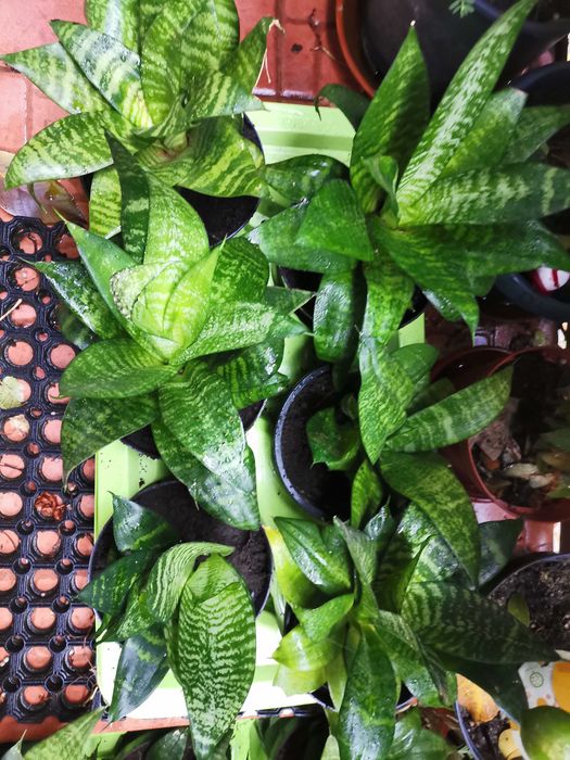 Sansevieria trifaciata mica