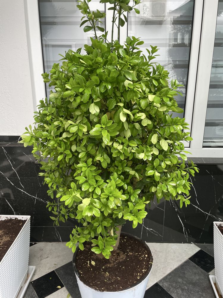 Dekarativni darxt