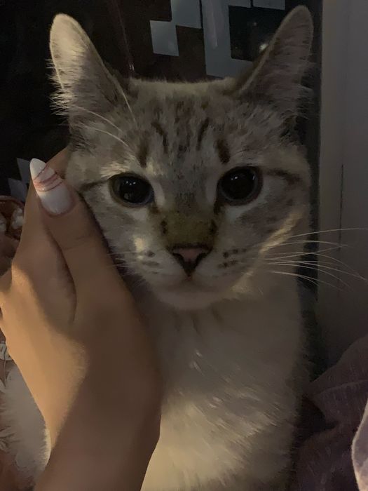 Отдам кота в добрые руки.