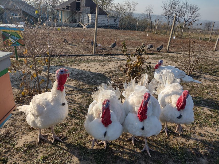 Vând CURCANI în viu