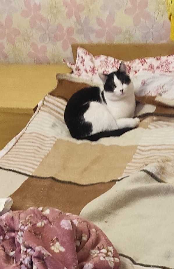 Пропал домашний кот