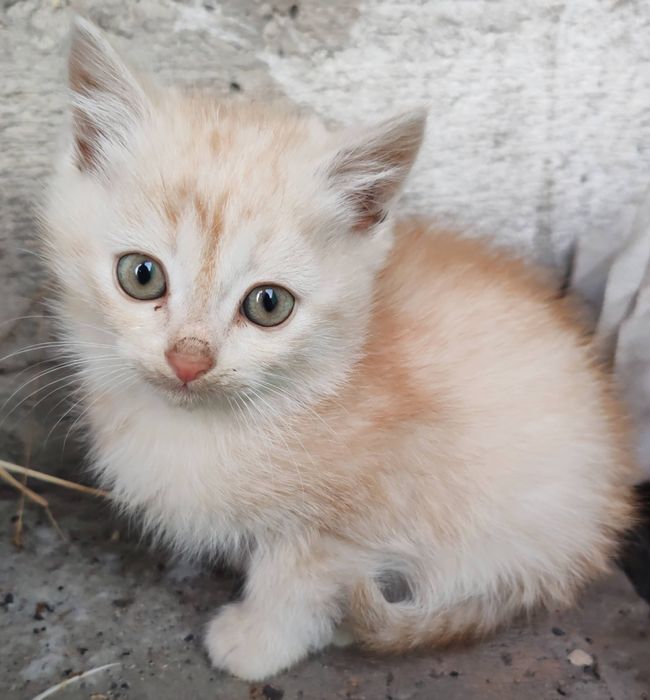 Отдам три котенка