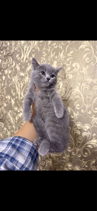 Скотиш страйт зотли