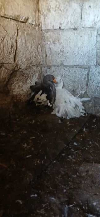 Pereche gâște crețe