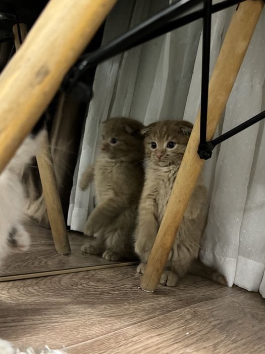 продам котенка вислоухий шотландец